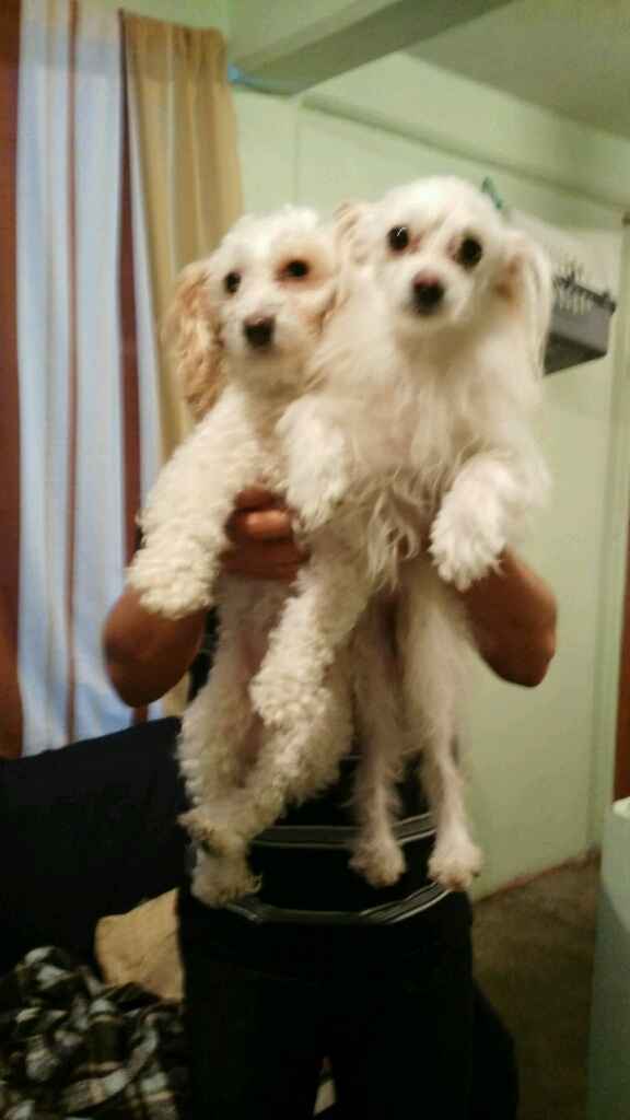 Presuman su foto... las mascotas!! - 1