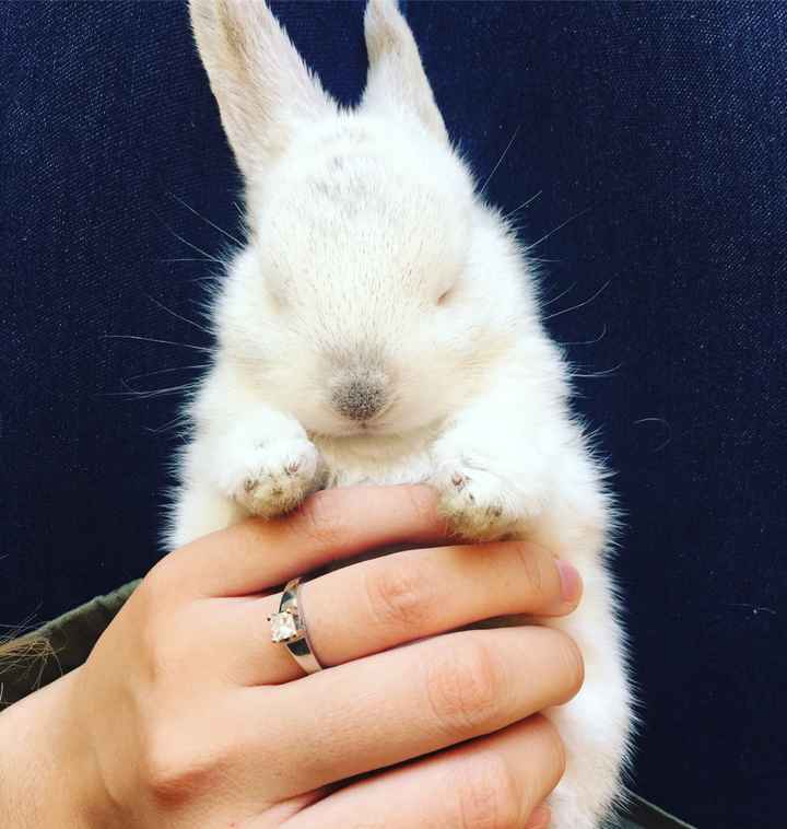 Comparte una foto de tu anillo de compromiso - 1