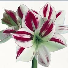 FLORES Y SU SIGNIFICADO