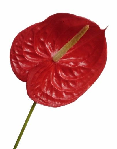 FLORES Y SU SIGNIFICADO