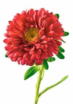 FLORES Y SU SIGNIFICADO