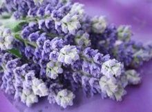 FLORES Y SU SIGNIFICADO
