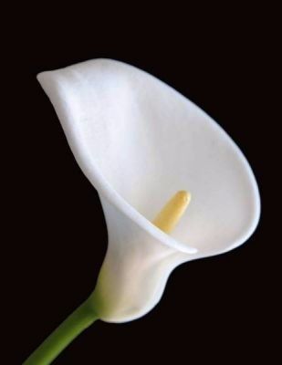 FLORES Y SU SIGNIFICADO