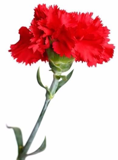FLORES Y SU SIGNIFICADO