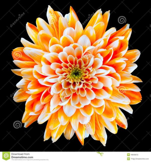 FLORES Y SU SIGNIFICADO