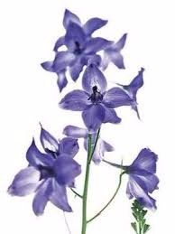 FLORES Y SU SIGNIFICADO