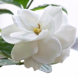 FLORES Y SU SIGNIFICADO