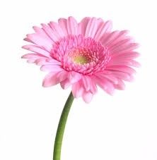 FLORES Y SU SIGNIFICADO