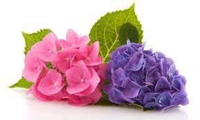 FLORES Y SU SIGNIFICADO