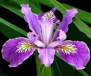 FLORES Y SU SIGNIFICADO