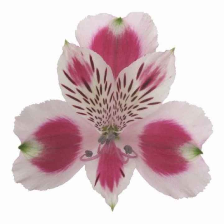 Las flores y su significado - Foro Las flores y su significado - Foro
