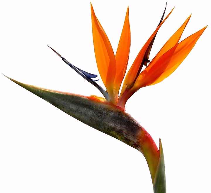 FLORES Y SU SIGNIFICADO