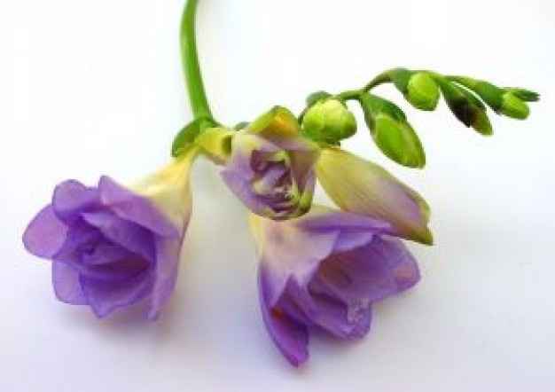 FLORES Y SU SIGNIFICADO
