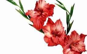 FLORES Y SU SIGNIFICADO