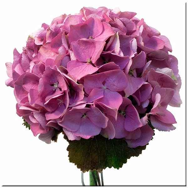 FLORES Y SU SIGNIFICADO
