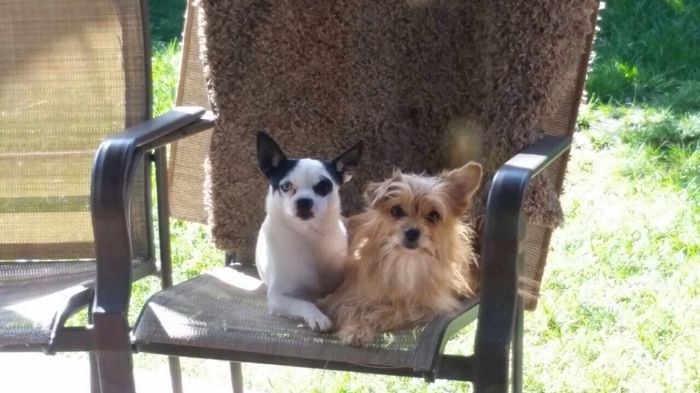 La foto de tu mascota! - 1
