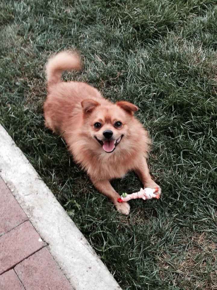 La foto de tu mascota! - 1