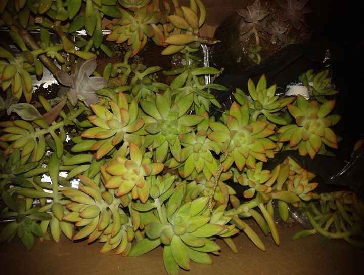 suculentas 