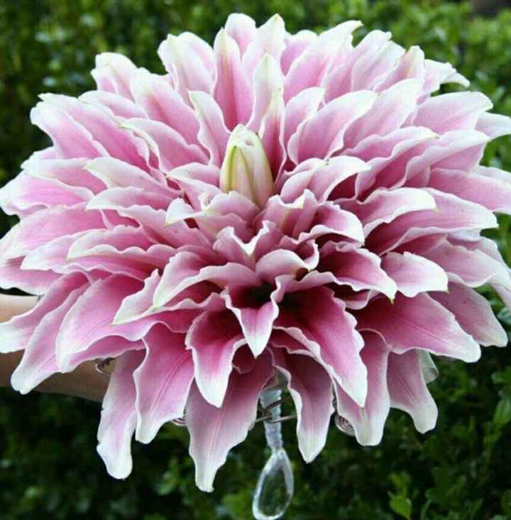 Quien le dice sí a estos ramos?!!! - 4