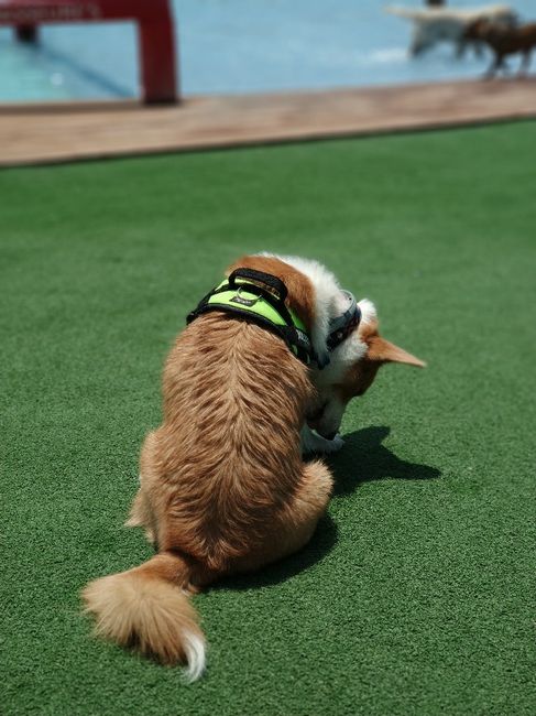 Me encanta mi perro - 1