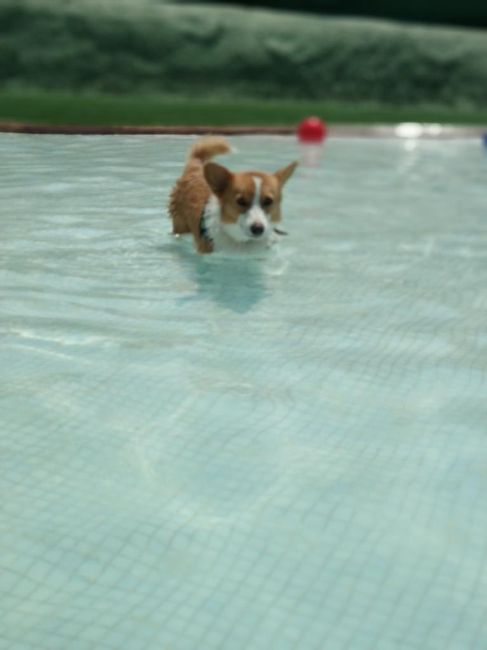 Me encanta mi perro - 1