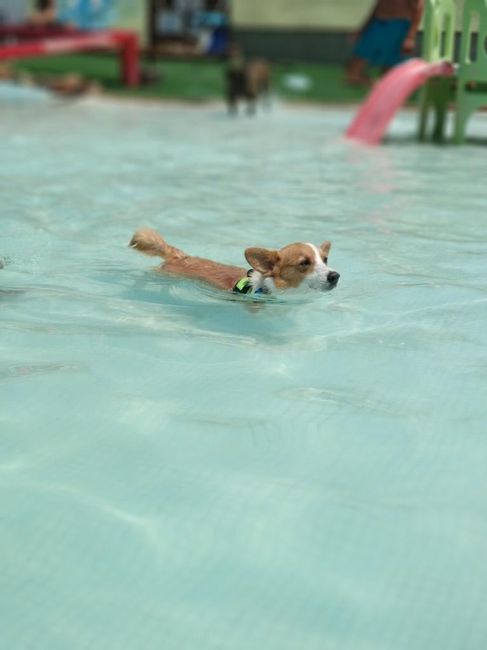 Me encanta mi perro - 1