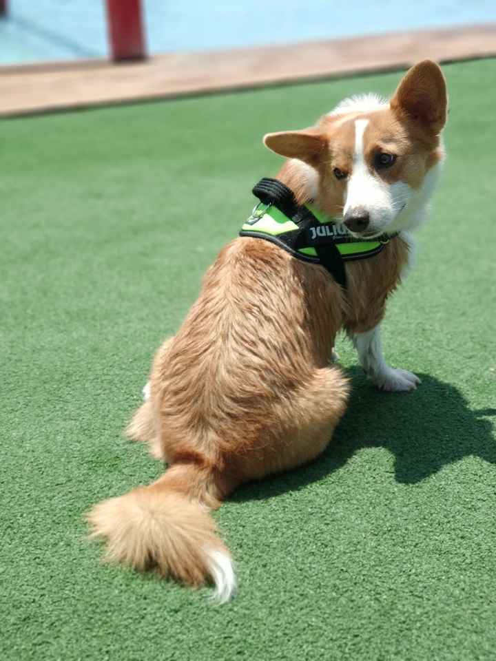 Me encanta mi perro - 1