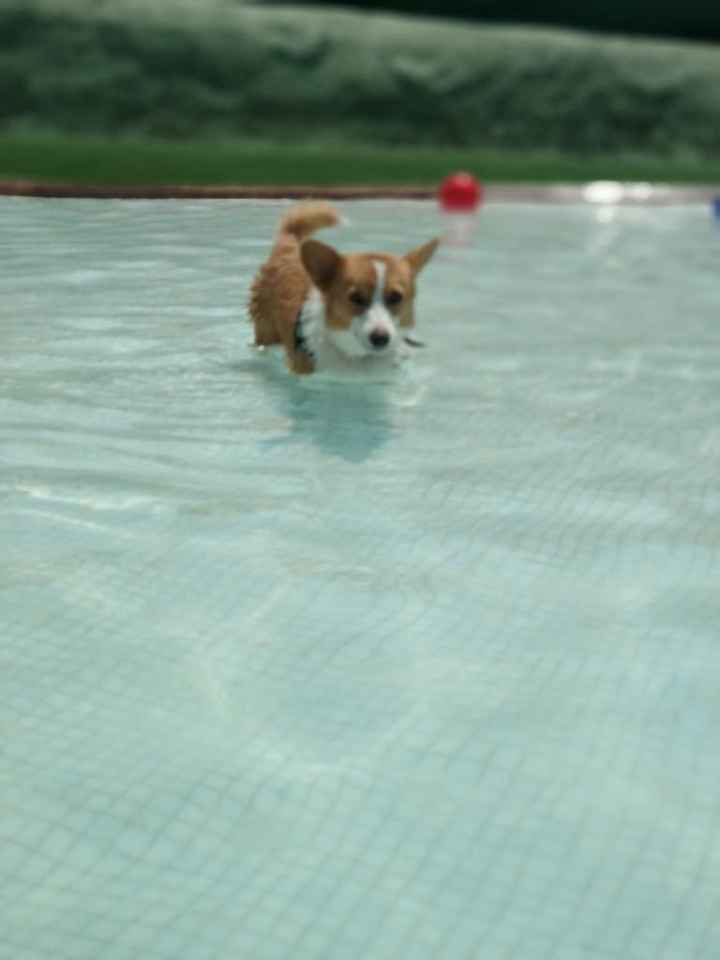Me encanta mi perro - 1