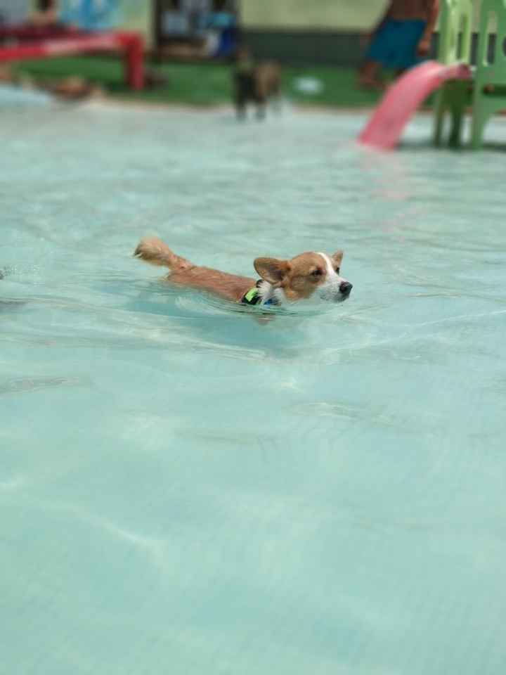 Me encanta mi perro - 1