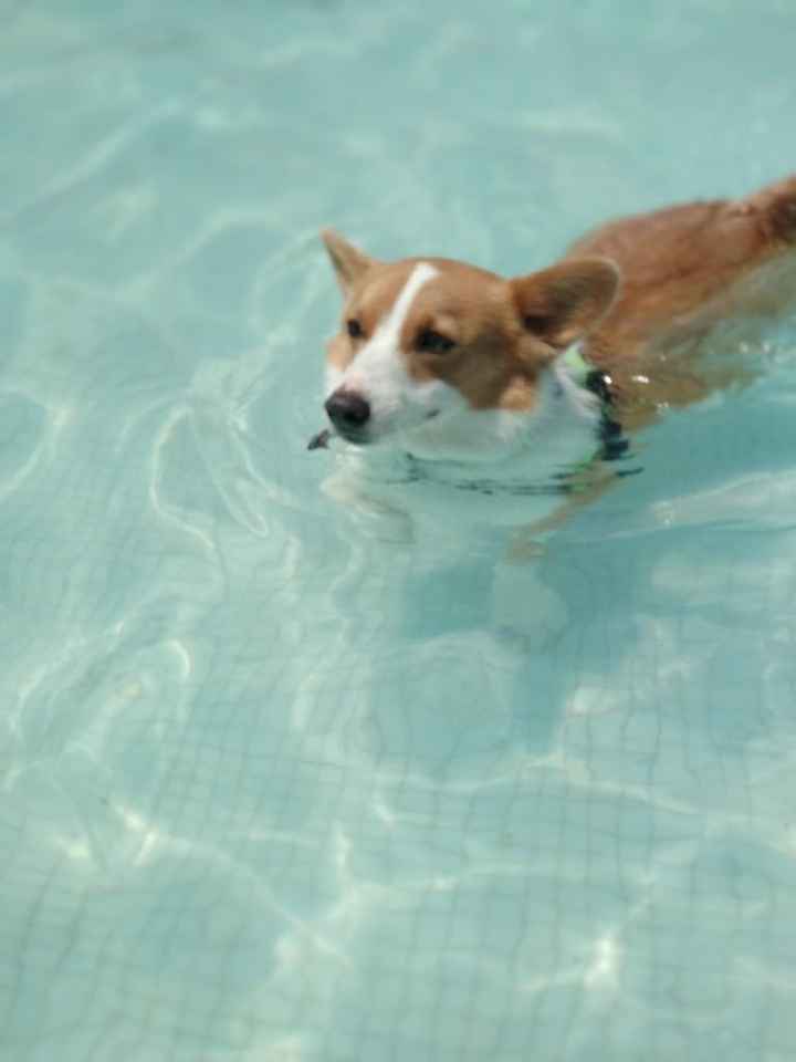 Me encanta mi perro - 1