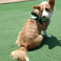 Me encanta mi perro - 1