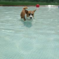 Me encanta mi perro - 1