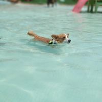 Me encanta mi perro - 1