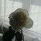 Romy