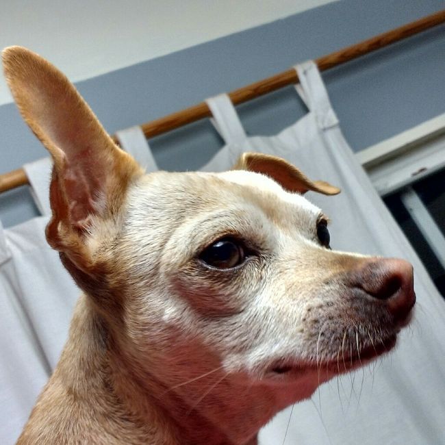 Fotos que te tienes que tomar si incluiras a tu mascota el dia de la boda - 1
