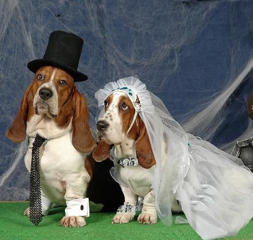 Basset Hound Wedding.