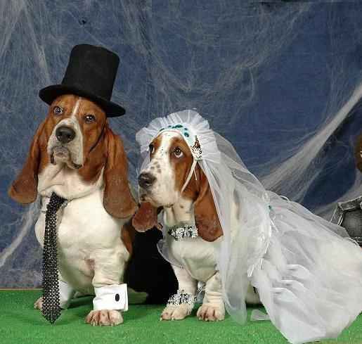 Basset Hound Wedding.