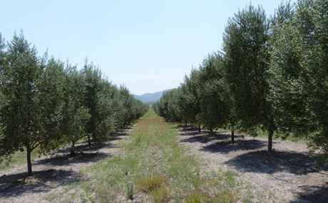 Olivares de la Sierra. Tula, Tamaulipas.