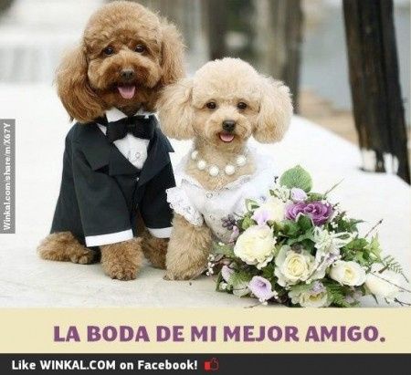 la mejor boda del siglo