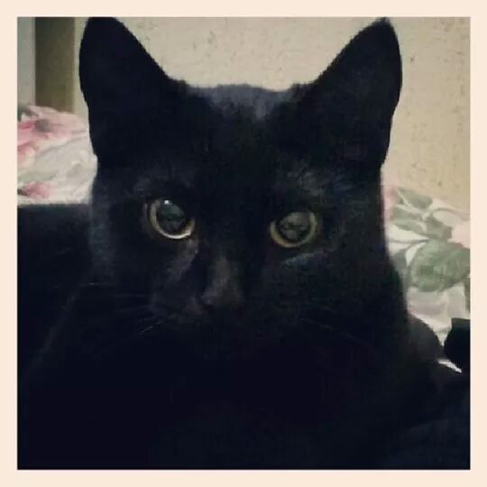 La foto de tu mascota! - 1