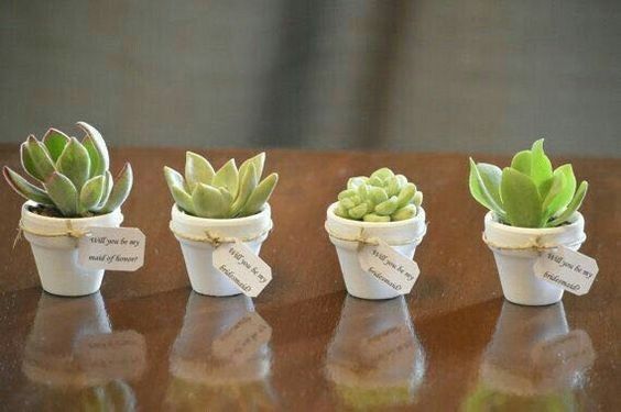 Ideas para recuerdos: plantitas🌿🌵💕 7