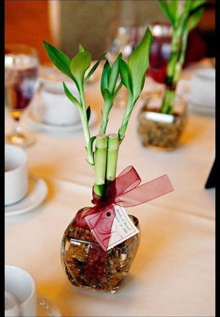 Ideas para recuerdos: plantitas🌿🌵💕 20