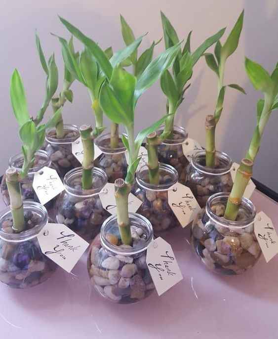 Ideas para recuerdos: plantitas. - 22