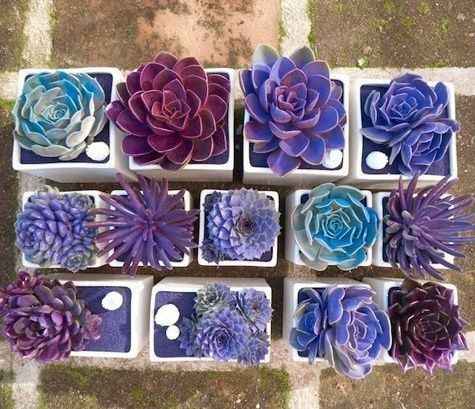 Que flores son?? - 1