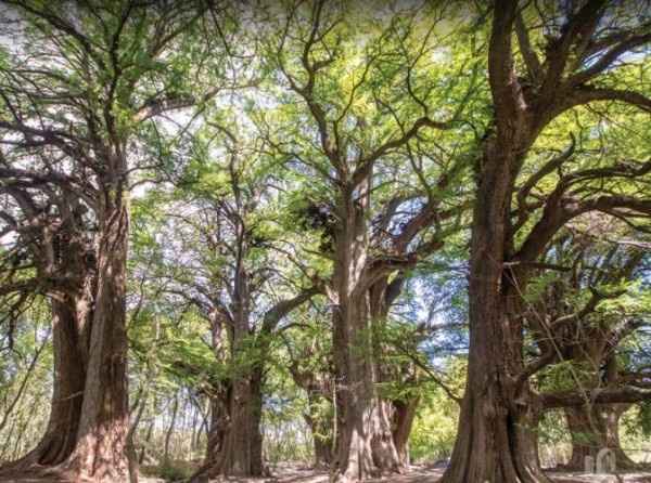 BOSQUE