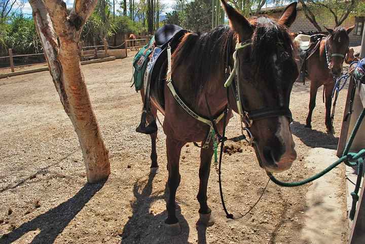 Caballo - Horse Rinding Rancho Pitaya