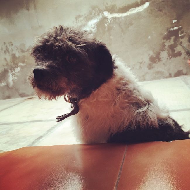 Tiempo de presumir a sus amigos peludos, quien tiene mascotas :d!! - 2
