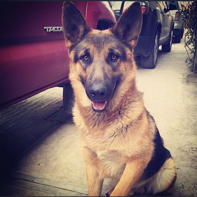 Tiempo de presumir a sus amigos peludos, quien tiene mascotas :d!! - 3