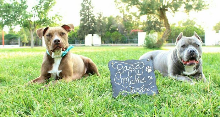 Perros en la boda - 1