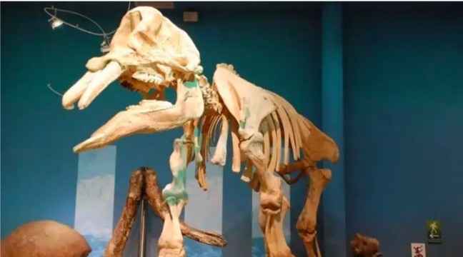 Luna de Miel en Chihuahua, recomendación de Museos 🦖 - 1